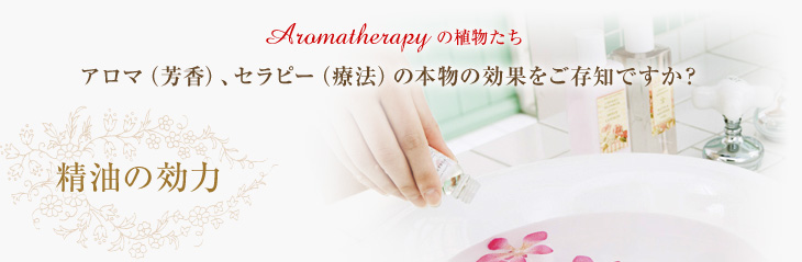 Aromatherapy の植物たち　アロマ（芳香）、セラピー（療法）の本物の効果をご存知ですか？精油の効力